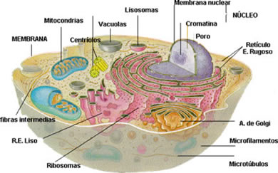 La Celula Humana