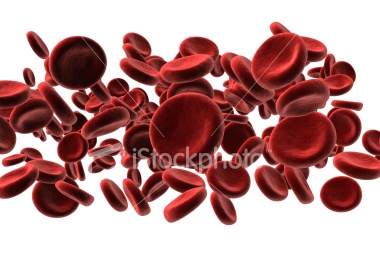 La Formación de los glóbulos rojos