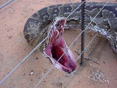 ¿Cuál puede ser la serpiente más larga y peligrosa del mundo?