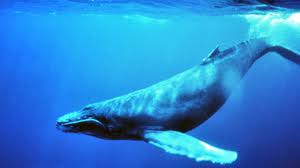 Ballenas azules, el animal más grande del mundo.