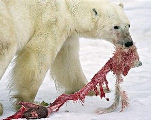 El cambio climático fuerza a los osos polares a ser caníbales