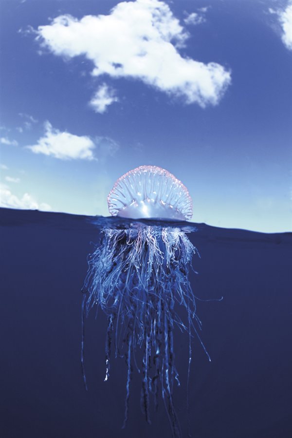 La falsa medusa.